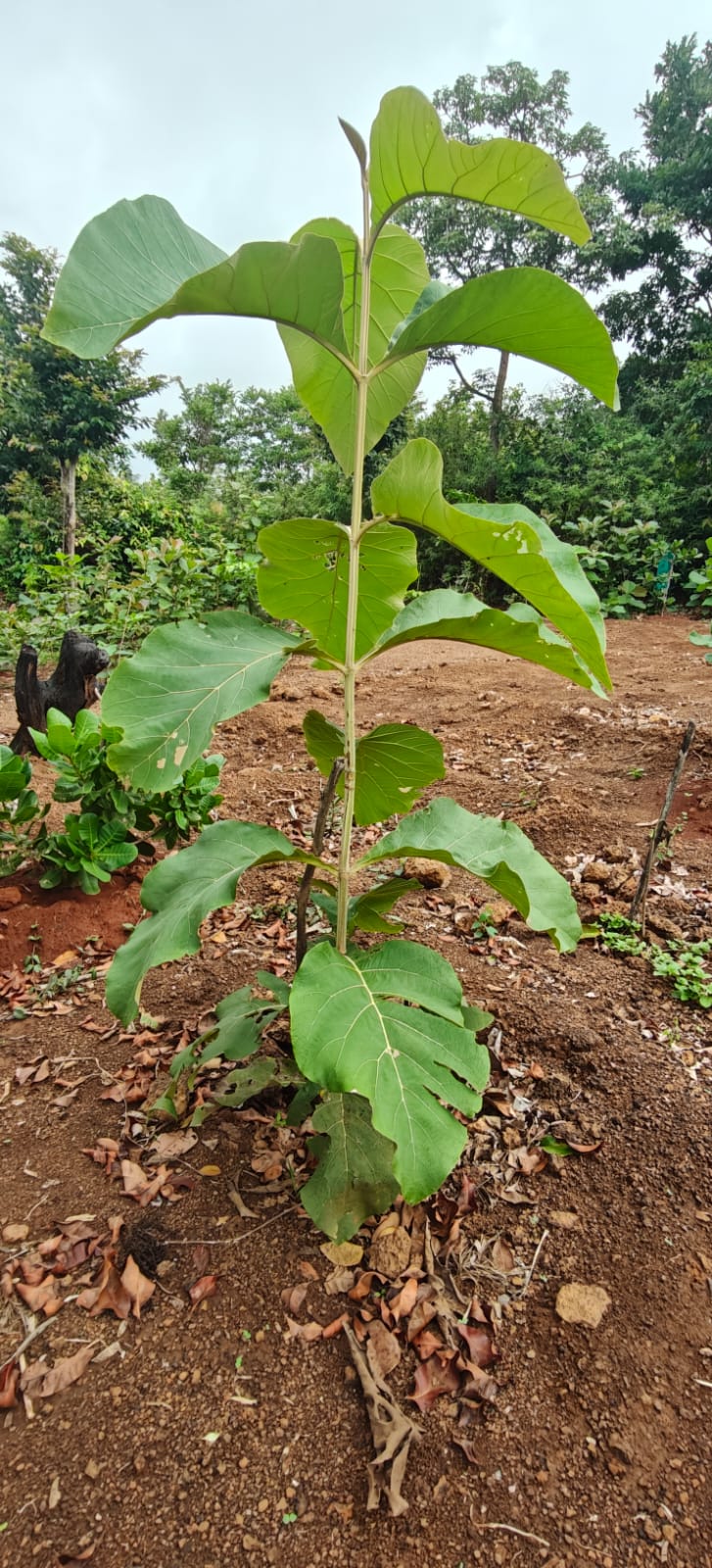 Farm plant: WhatsApp Image 2026-07-27 at 12.25.13 (3).jpeg